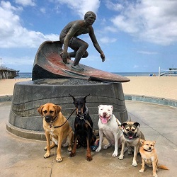 dogs by statue